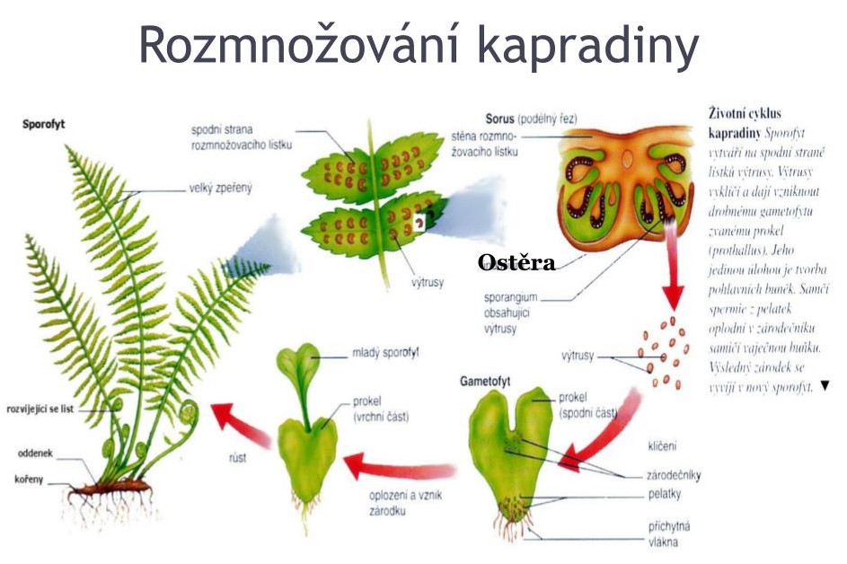 rozmno-ov-n-kapradiny-l-3112349204~2.jpg